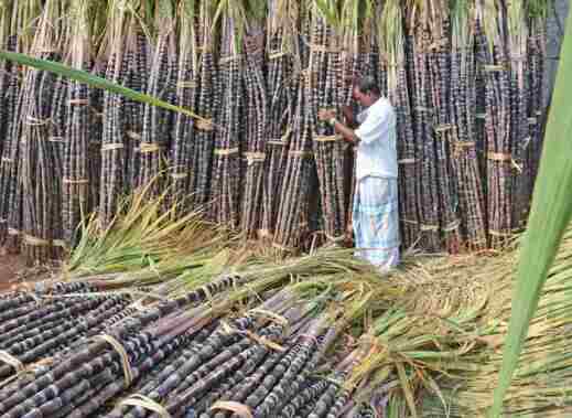 sugarcane