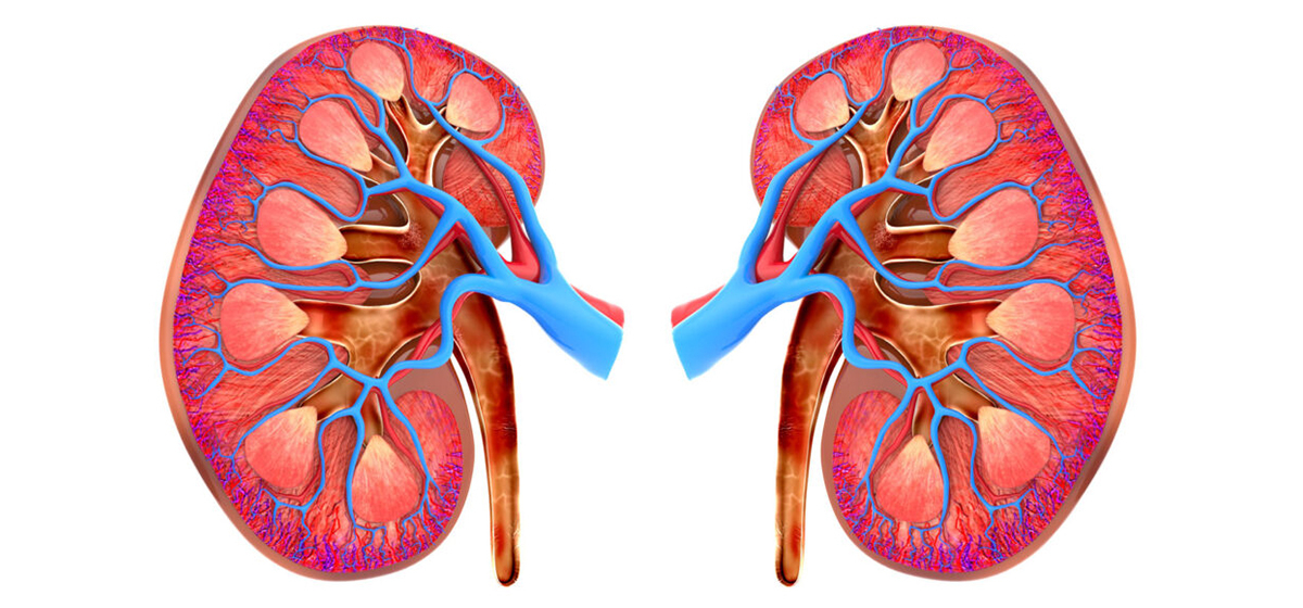 1696814931_kidney-1200×560-1