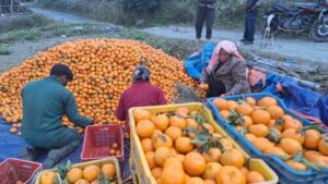 Suntala-Myagdi-Orange