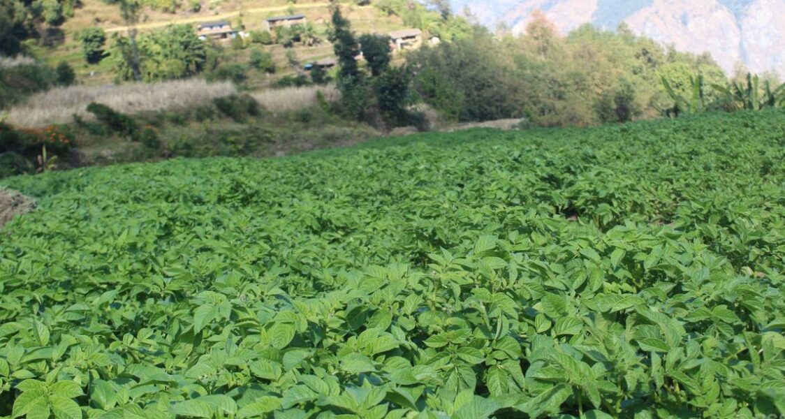 aloo plant