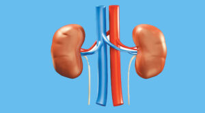 kidney-final-1112020032047